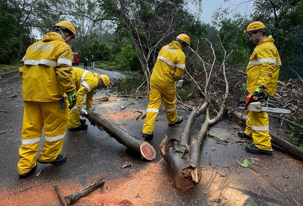 ERS-020 é liberada logo após corte de árvore em Taquara