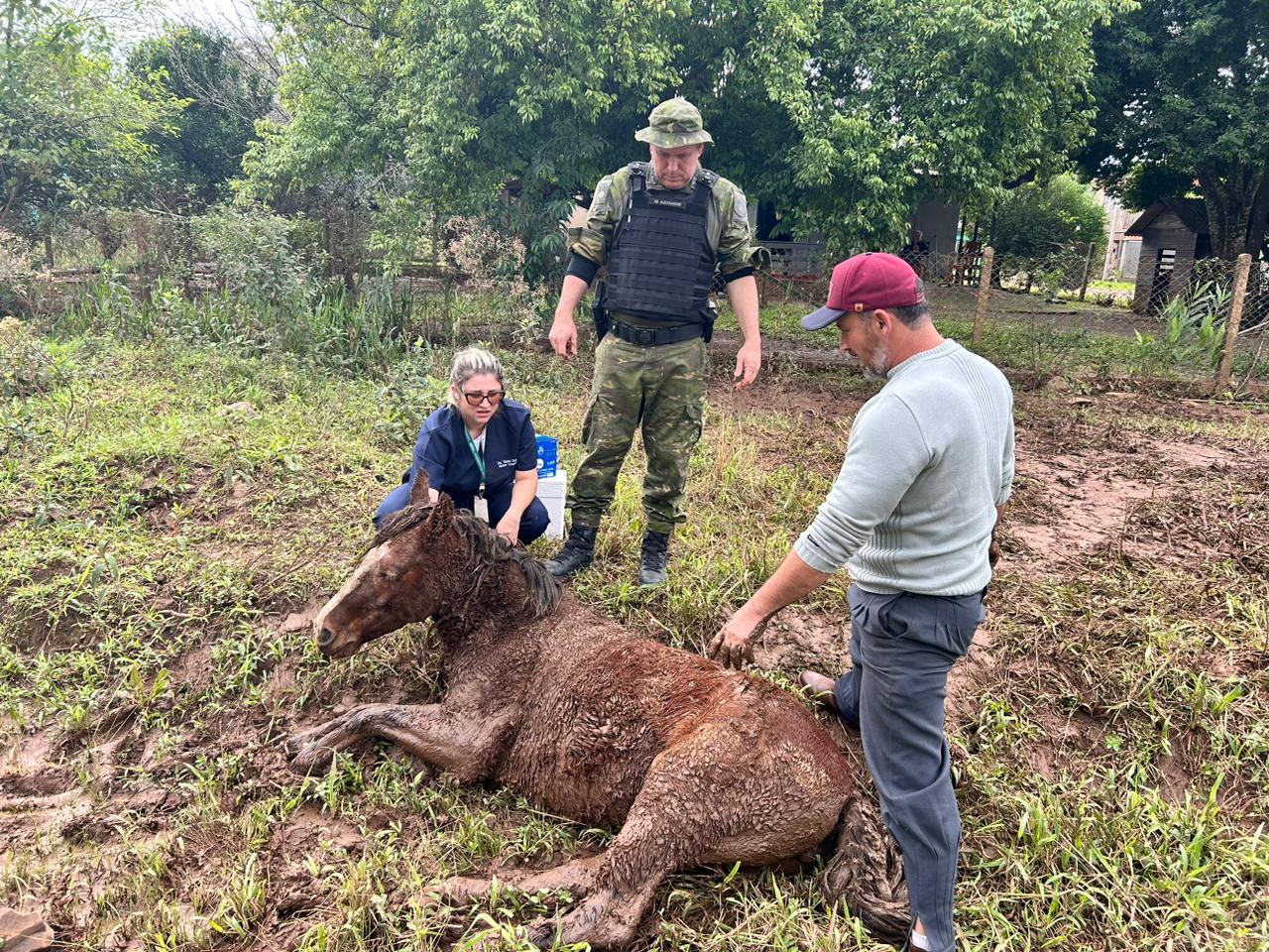 Polícia Ambiental encontra cavalo coberto de lama em situação de maus-tratos em Igrejinha