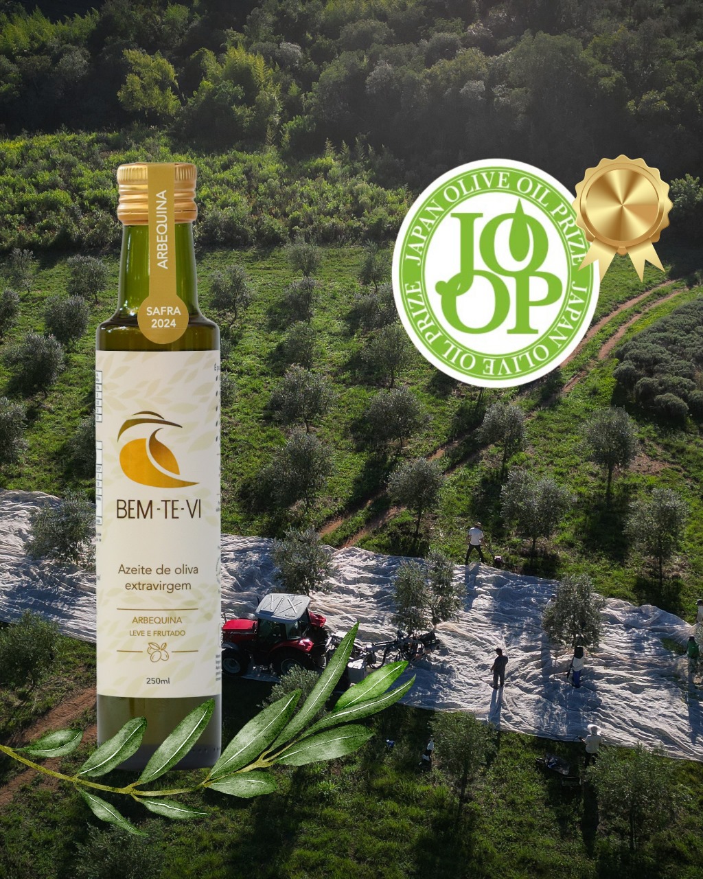 Azeite gaúcho Bem-te-Vi recebe medalha de ouro no Japão