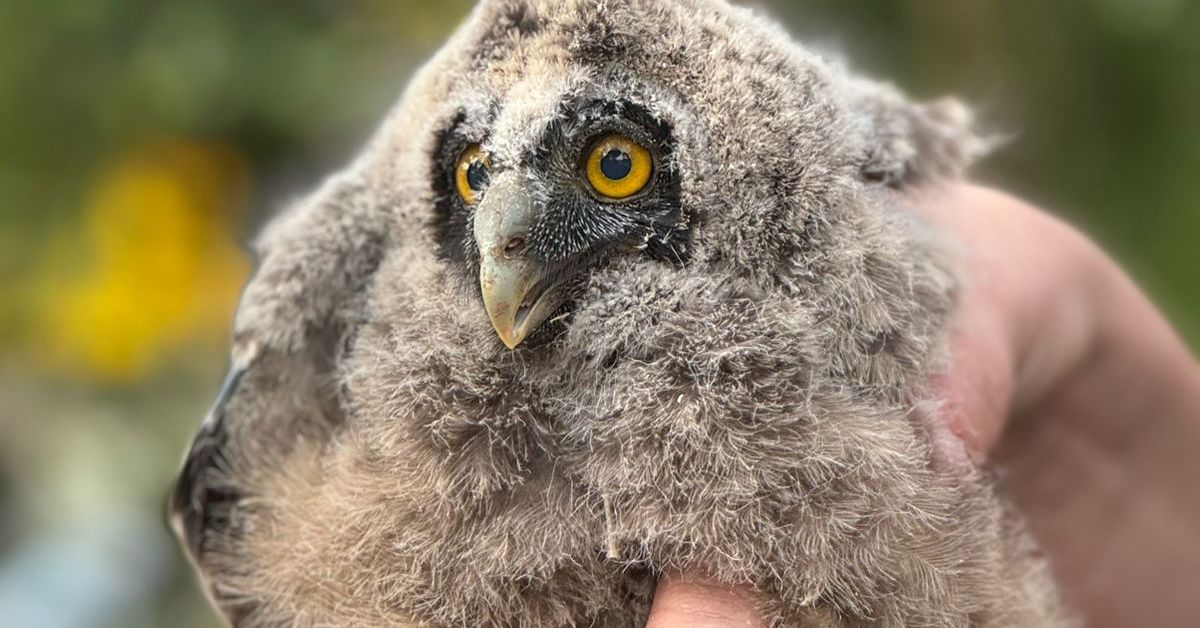 Resgate de coruja mocho-preto mobiliza força tarefa em Três Coroas