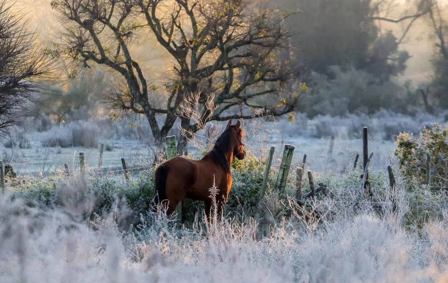 Frio extremo atinge o Rio Grande do Sul nos próximos dias com temperaturas de até -7ºC