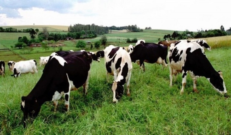 Prazo para declaração de rebanho termina na próxima quarta-feira (31) em Taquara