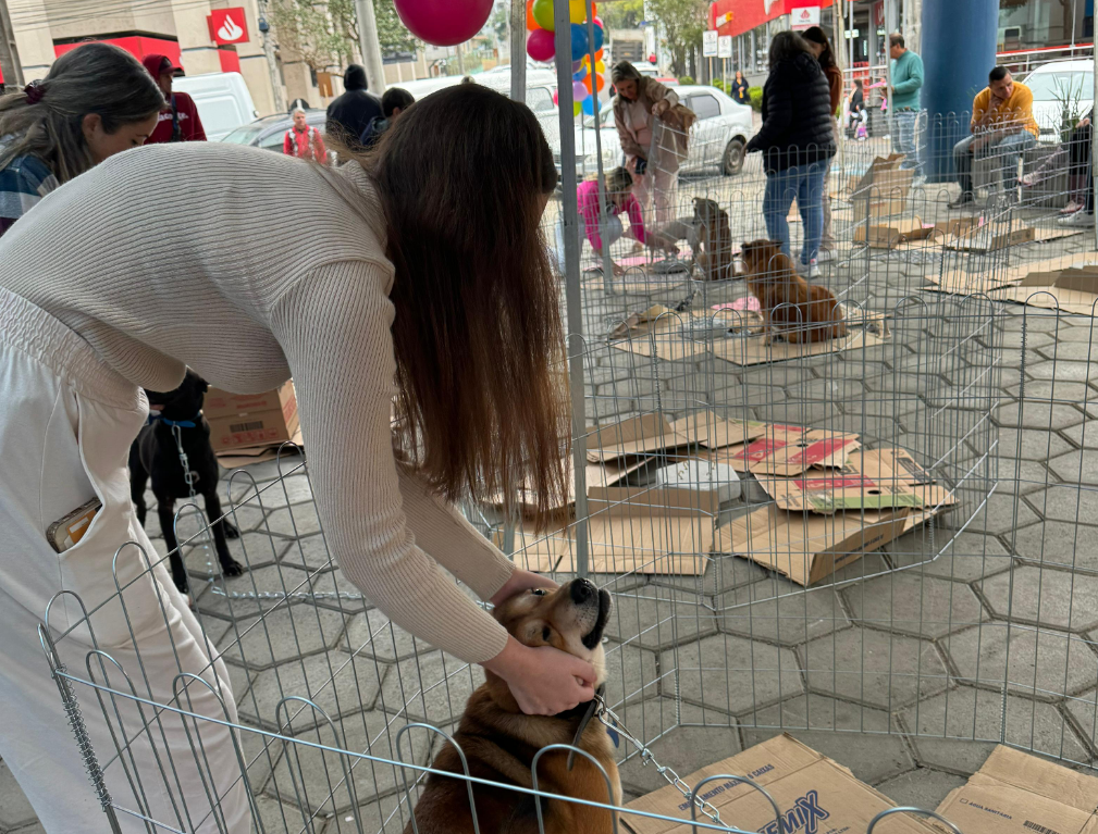 'Arraiáuu da Adoção' encaminha doze cachorrinhos para novas famílias em Parobé