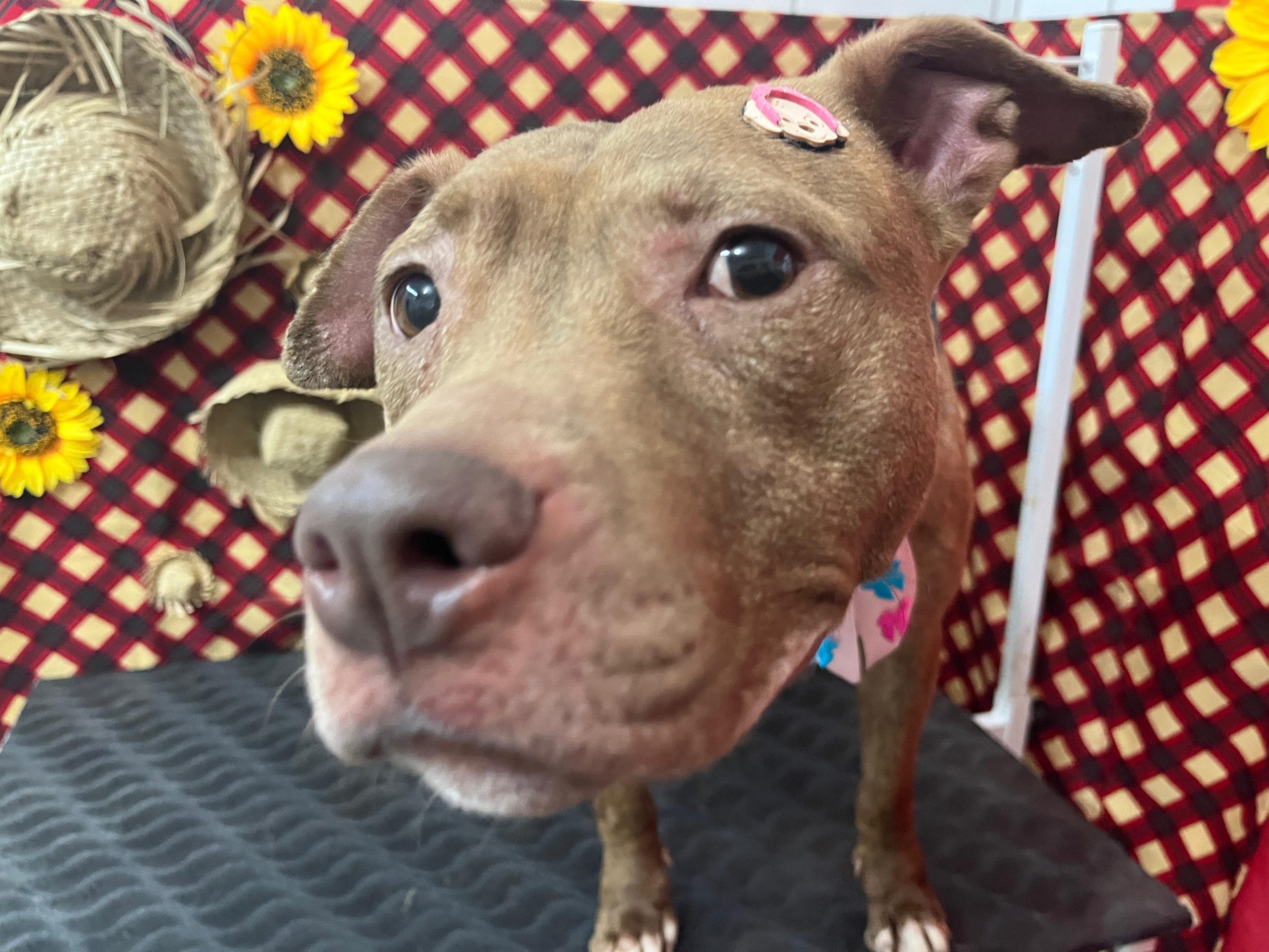 Arraiáuu da Adoção de cães acontece neste sábado (20) em Parobé