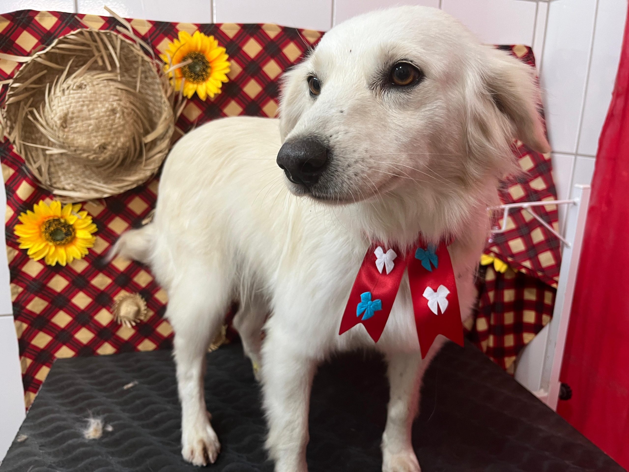 Arraiáuu da Adoção em busca de lares para cães foi transferido em Parobé