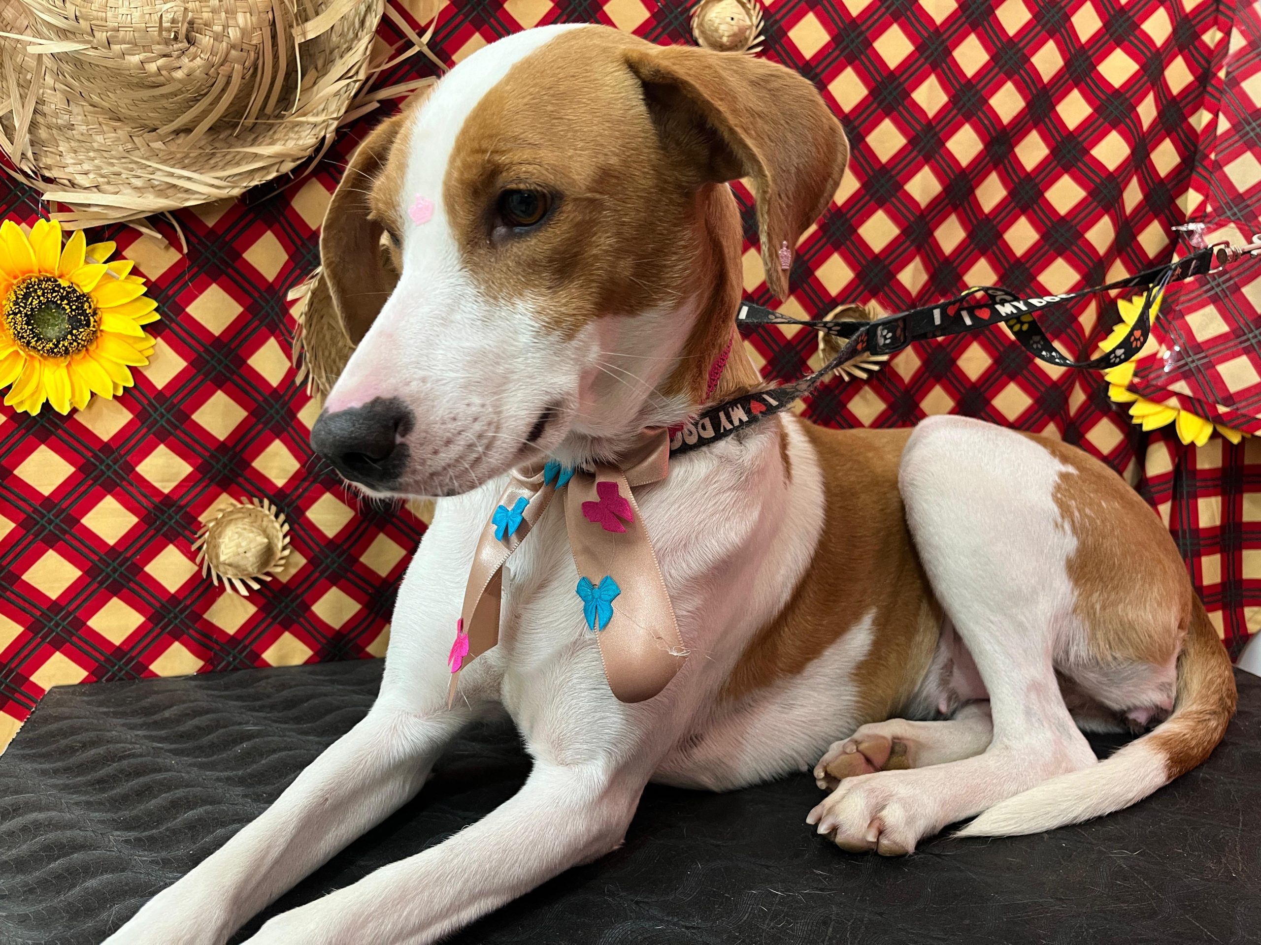 Parobé promove Arraiáuu da Adoção no dia 13 em busca de lares para cães