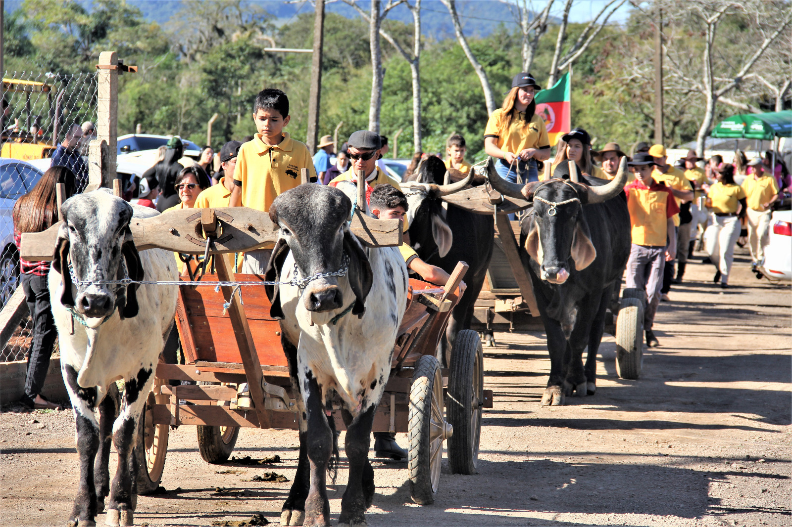 Festa do Colono e 17ª Festa do Carro de Boi acontecem neste final de semana em Parobé