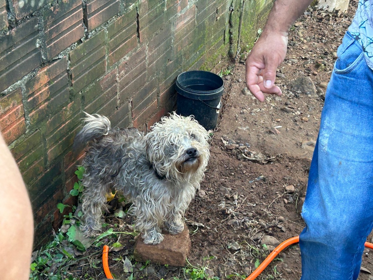 Polícia Ambiental realiza vistoria após denúncia de maus-tratos contra animais e cortes de árvores em Taquara