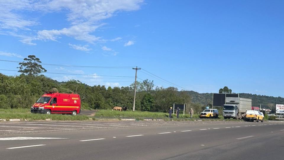 Cavalos soltos são retirados da ERS-239 em Taquara