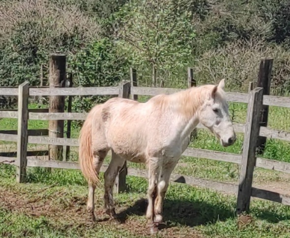 Polícia Ambiental fiscaliza denúncias de maus tratos a animais