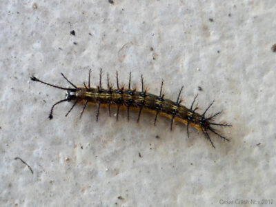 Três Coroas sofre infestação de mariposas e lagartas