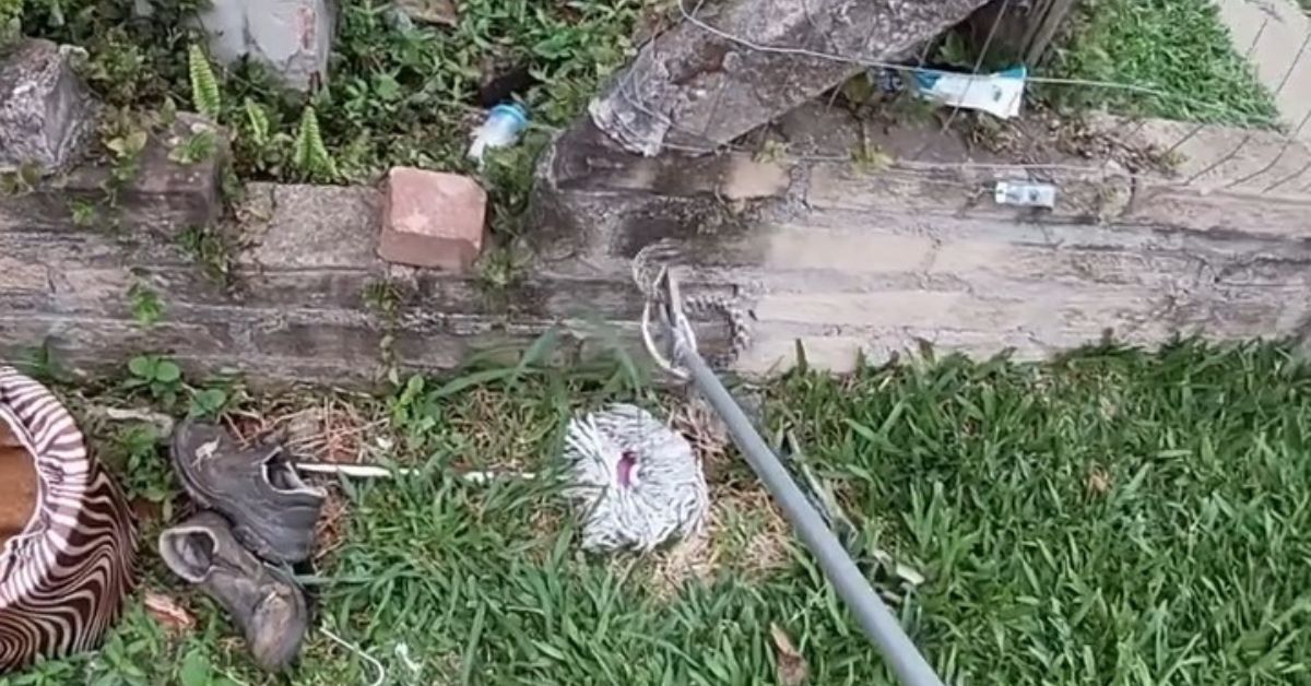 Jararaca é encontrada em pátio residencial em Igrejinha e bombeiros fazem resgate; VEJA VÍDEO