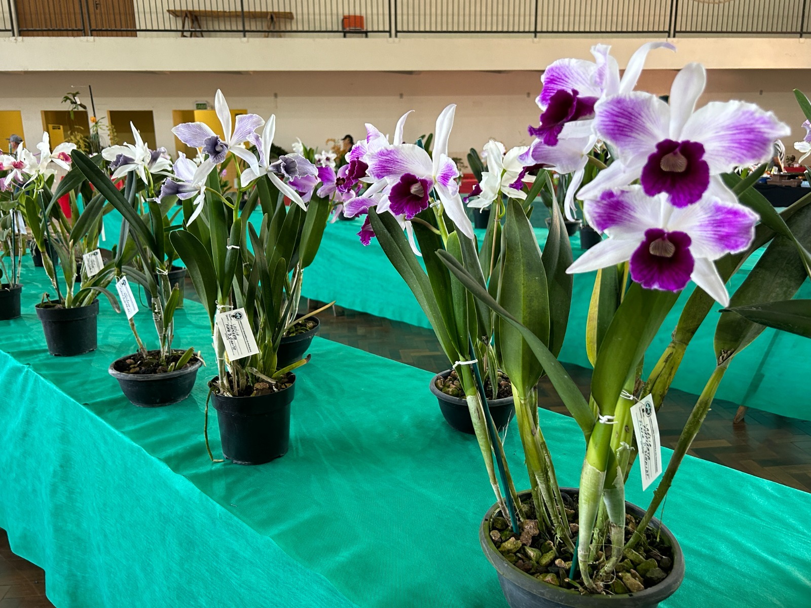 Rolante recebe exposição de orquídeas e bonsais neste fim de semana