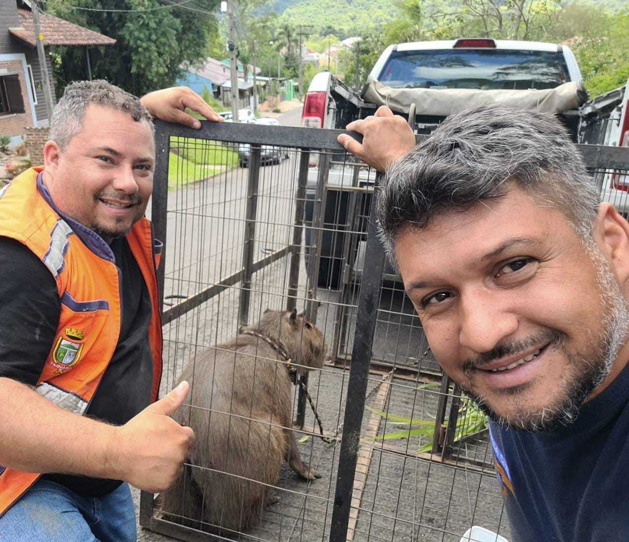 Capivara ferida é resgatada na ERS-020 em Taquara