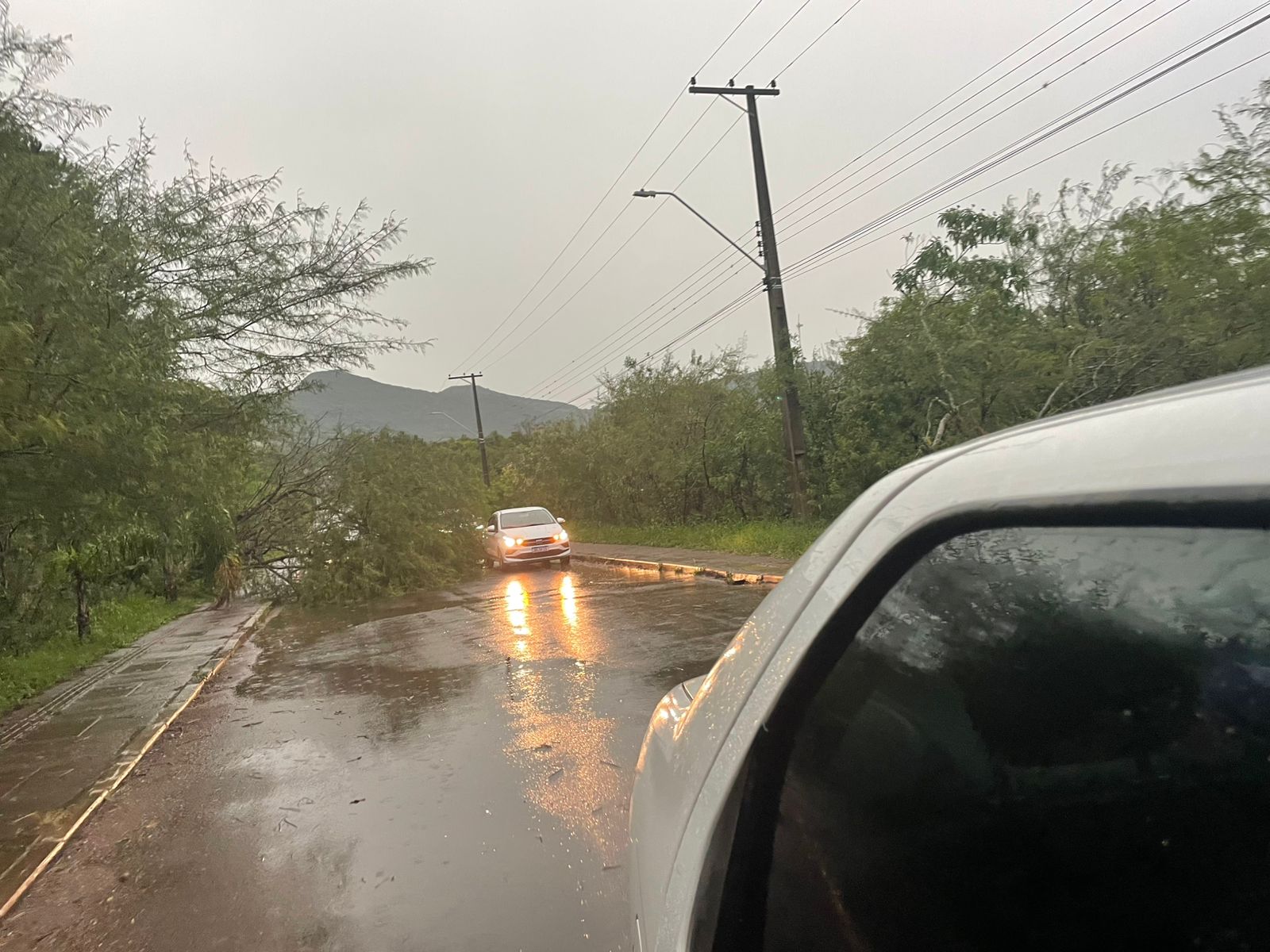 Temporal causa quedas de árvores e destelhamentos na região do Vale do Paranhana
