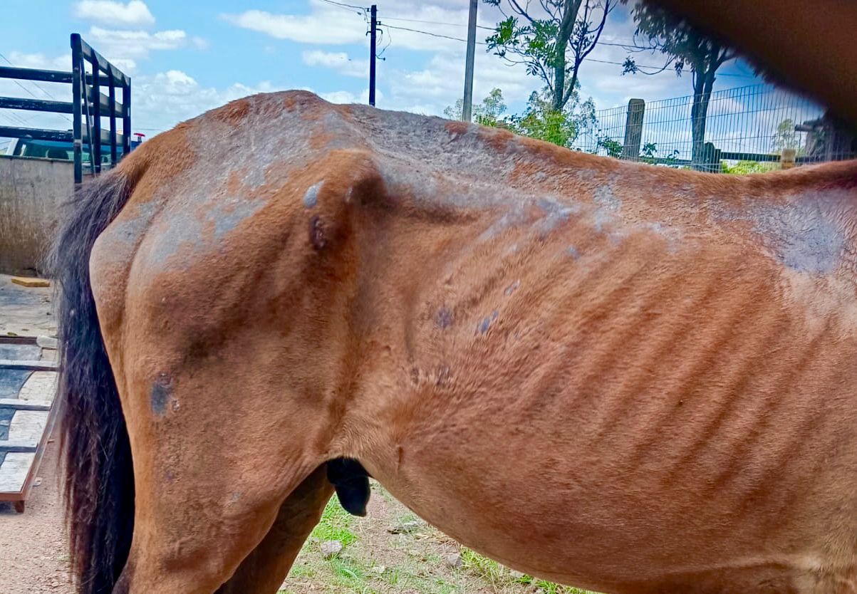 Defesa Civil resgata cavalo em situação de maus-tratos em Taquara