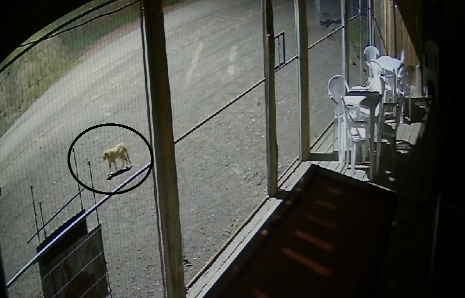 Autoridades monitoram possível aparição de puma em área rural de Taquara