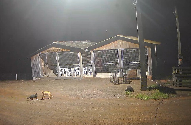 Defesa Civil de Taquara esclarece sobre avistamento de felino na Santa Cruz da Concórdia