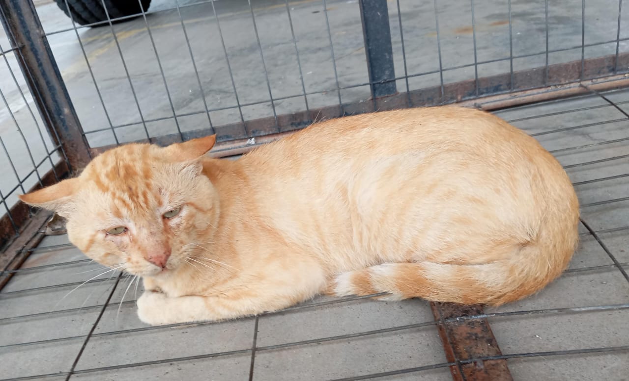 Suposto puma encontrado em Taquara é identificado como gato doméstico