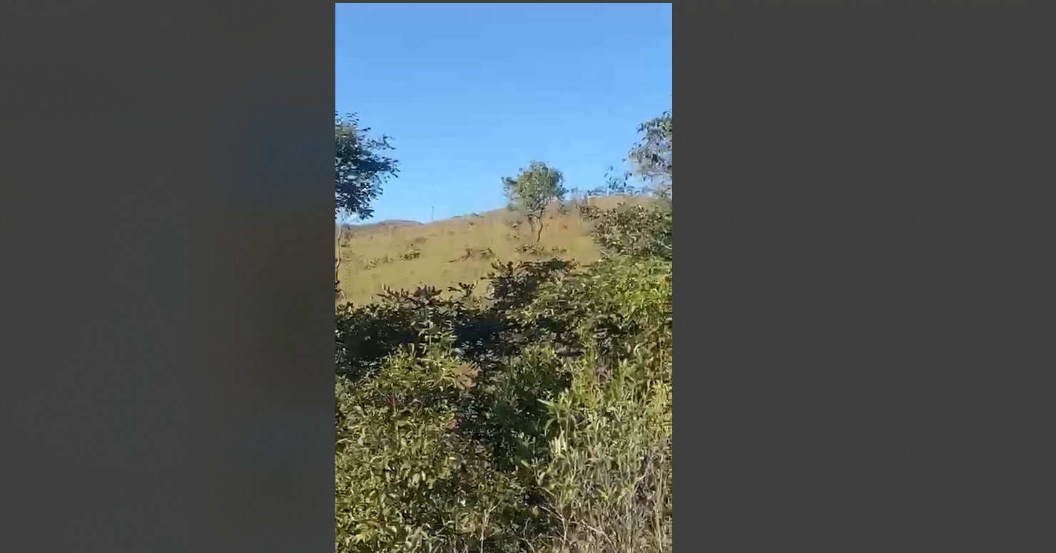 Vídeo de ataque de onça a cavalo em Taquara é falso, confirma Defesa Civil