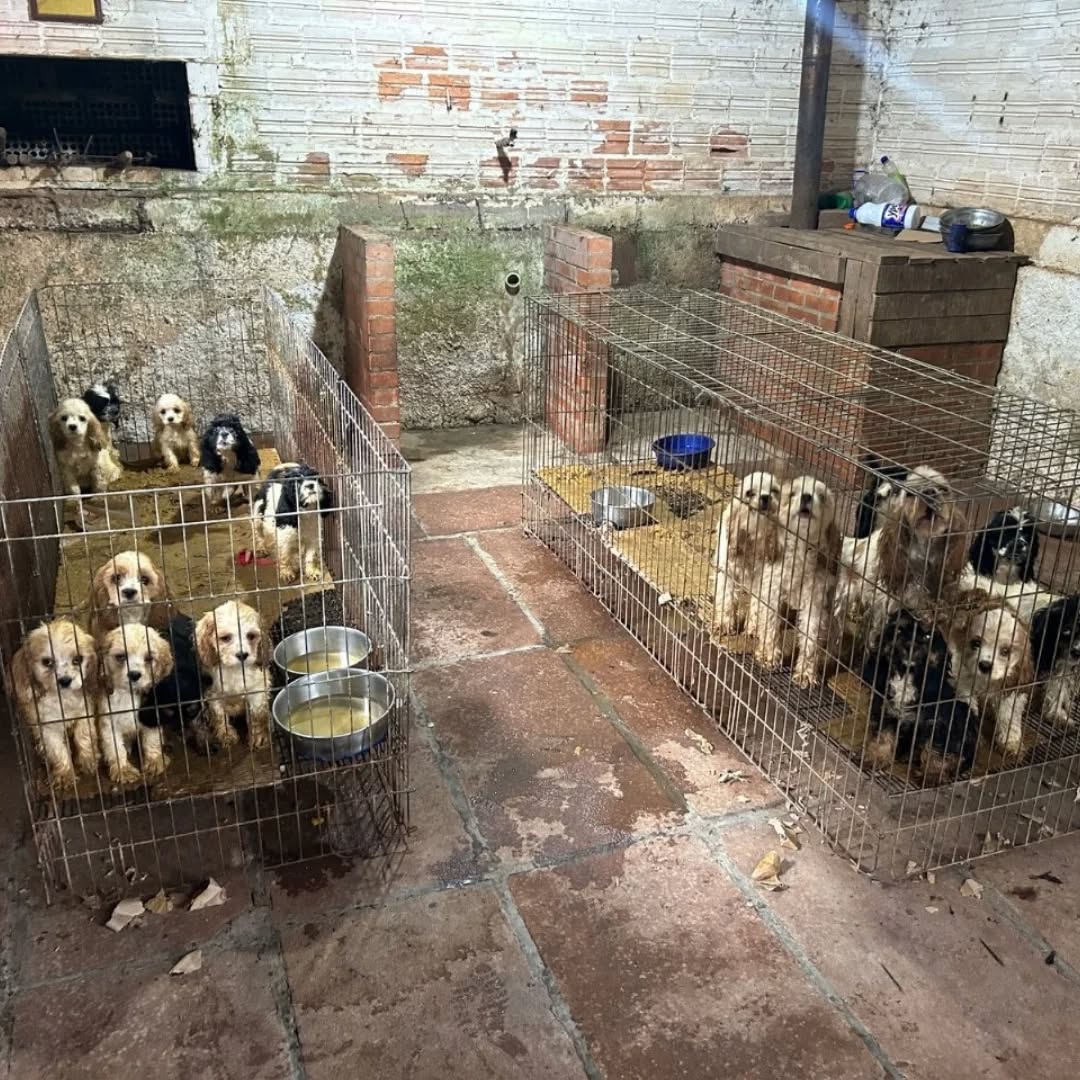 Polícia Ambiental de Taquara realiza prisão por maus-tratos a animais em São Francisco