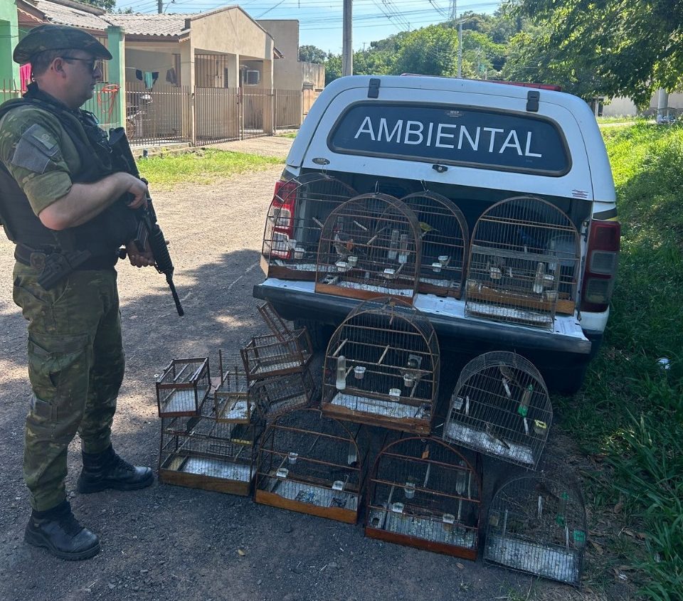 Polícia Ambiental encontra cativeiro de aves silvestres no centro de Parobé