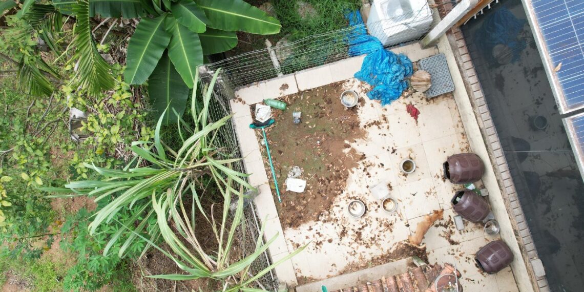 Polícia Ambiental prende mulher por maus-tratos a cães em Três Coroas