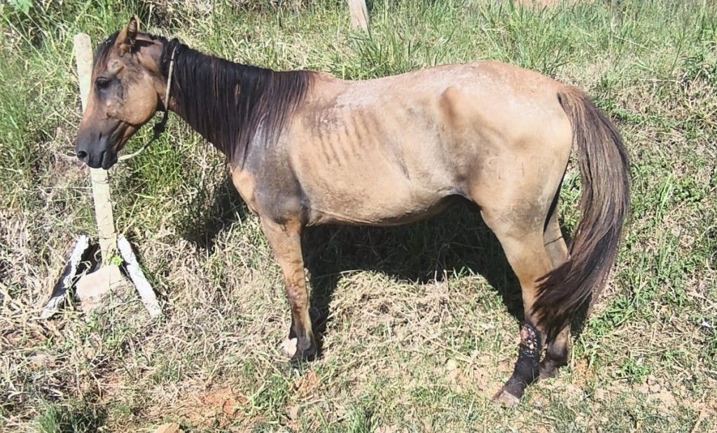 Polícia Ambiental autua caso de maus-tratos a cavalo em Taquara