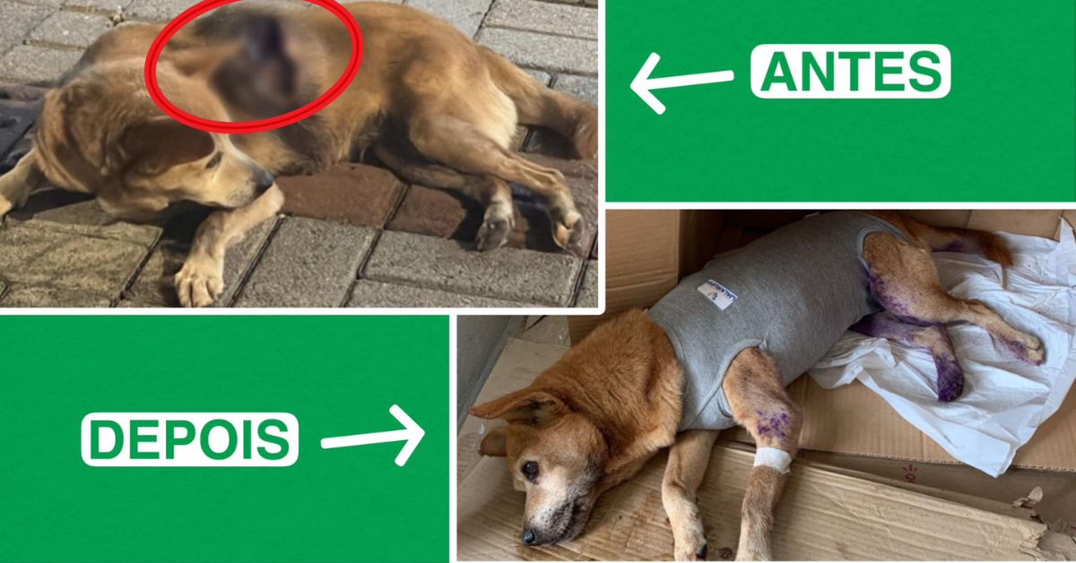 Cachorra ferida é resgatada após abandono em frente a escola em Riozinho