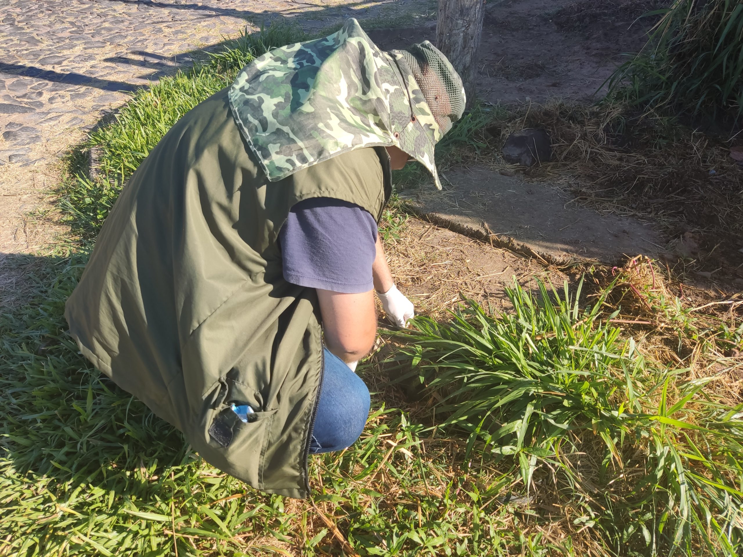 Parobé intensifica desratização para combater leptospirose