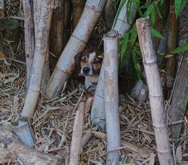 Homem é preso por maus tratos a animal em Igrejinha