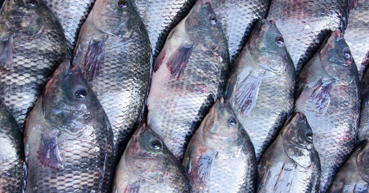 Inscrições para a Feira do Peixe de Riozinho começam nesta segunda-feira (7)