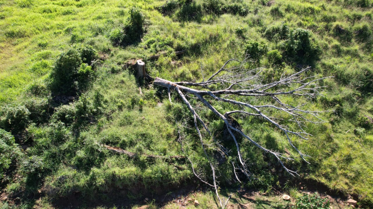 Patram age contra corte de árvores nativas em Riozinho