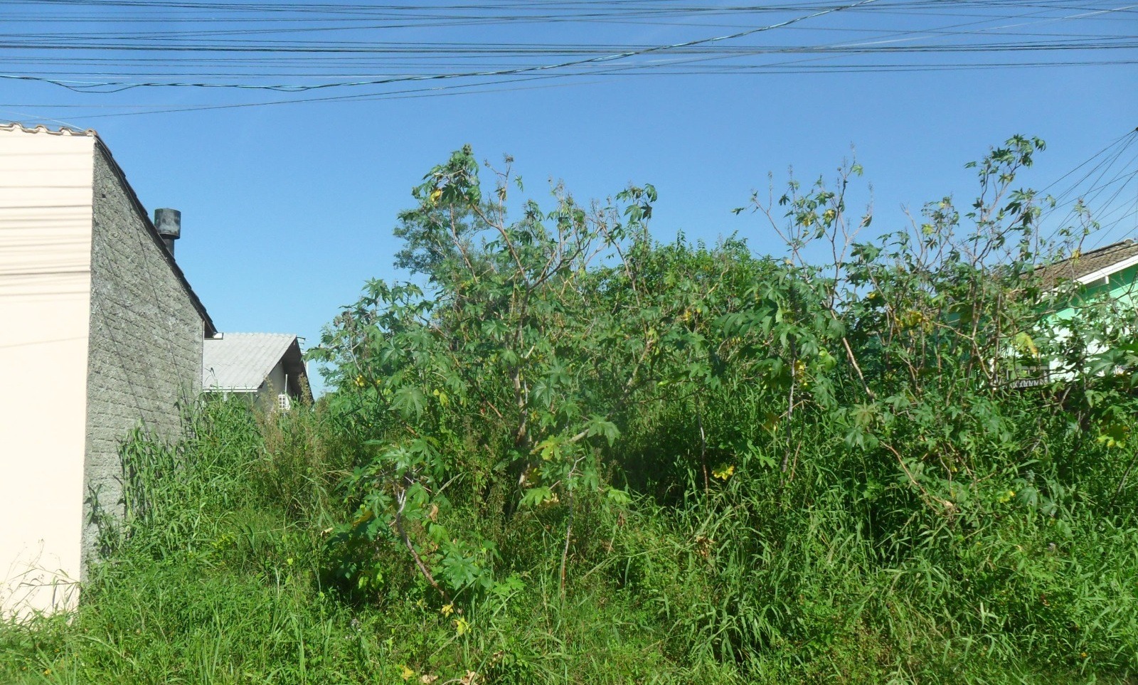 Proprietários são notificados pela Prefeitura de Taquara para realizarem limpeza de terrenos baldios
