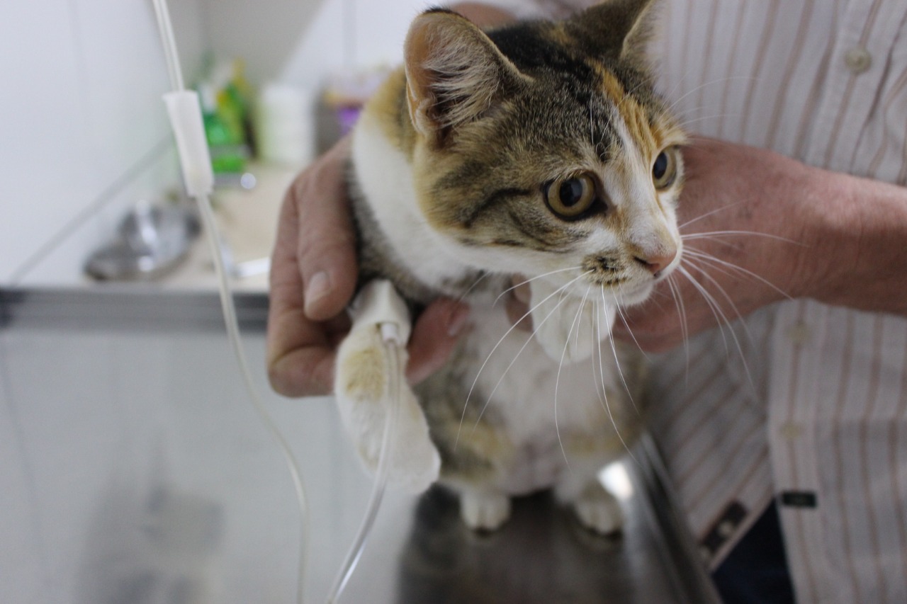 Parobé terá mutirão de castrações de cães e gatos no dia 7 de junho