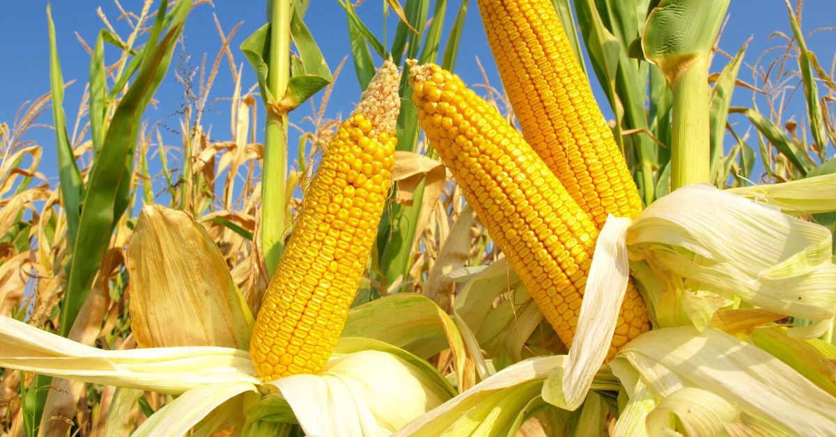 Programa Milho 100% oferece sementes com subsídio integral para agricultores de Três Coroas