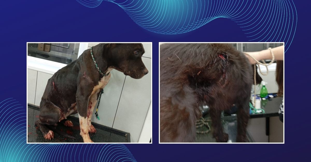 Homem é preso em flagrante por maus-tratos a cães em Taquara