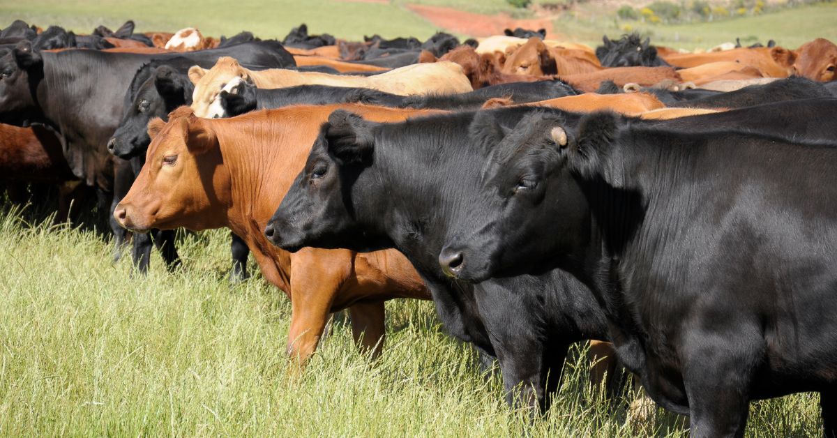 Prefeitura de Rolante reforça obrigatoriedade da Declaração Anual de Rebanho