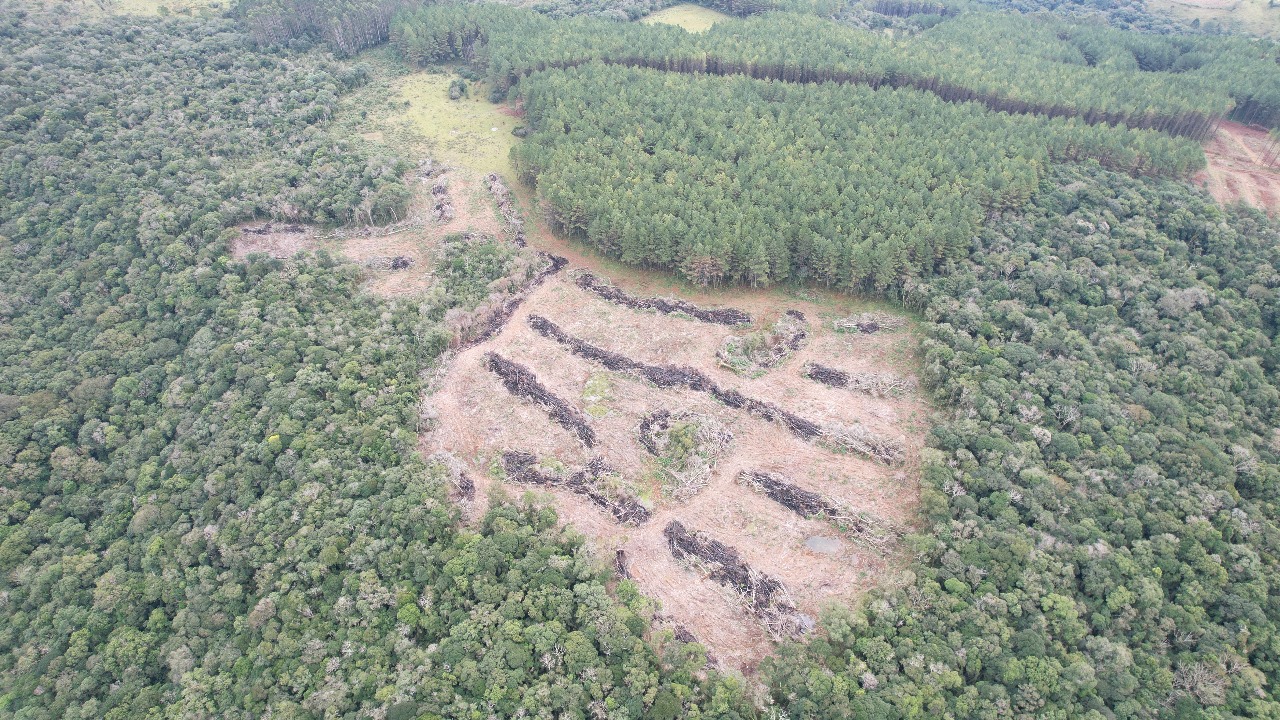 Brigada Militar flagra desmatamento ilegal em área de preservação em Riozinho