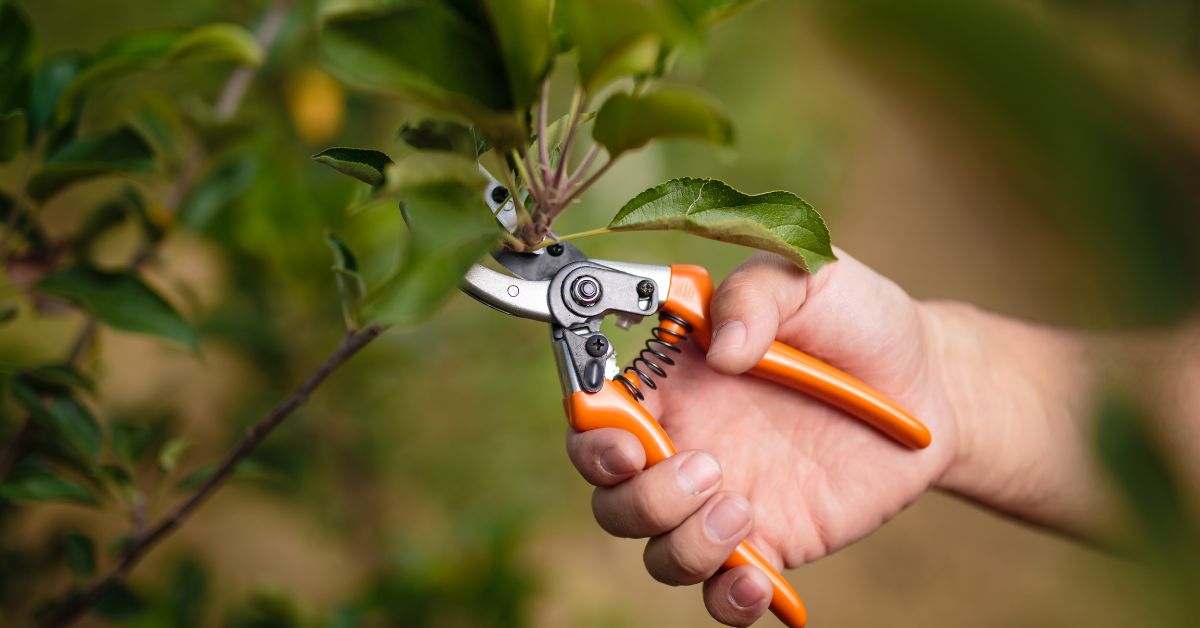 Três Coroas oferece curso gratuito sobre poda de frutíferas em parceria com o SENAR-RS