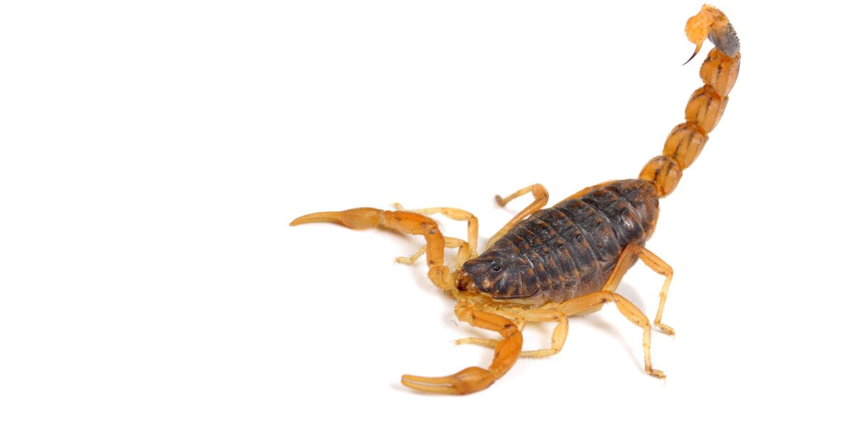 Alerta sobre escorpiões reforça cuidados de prevenção em Parobé