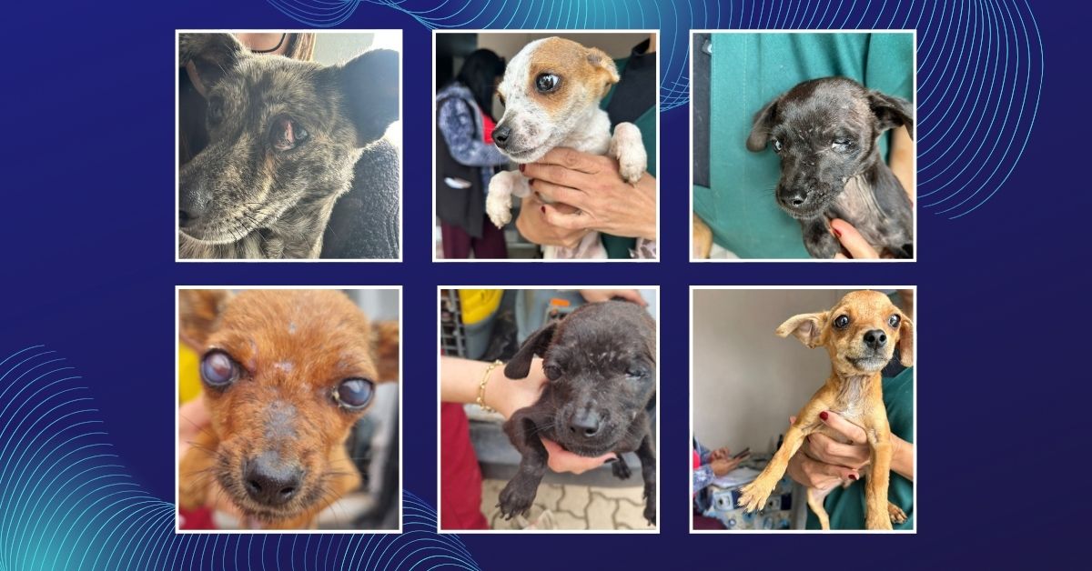 Mulher é presa em flagrante por maus-tratos a 11 animais em Parobé