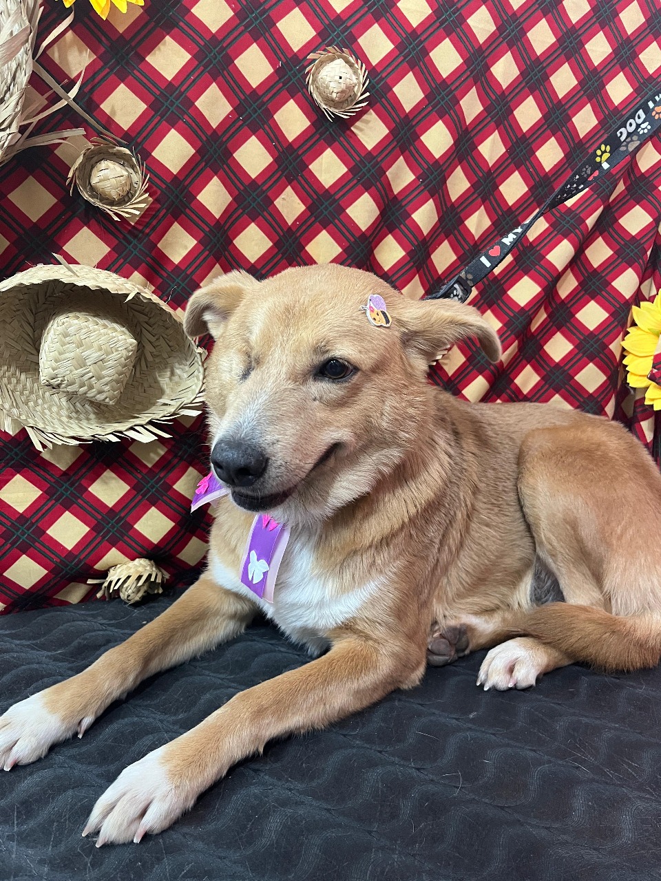 Parobé promove Feira de Adoção Especial Dia dos Pais