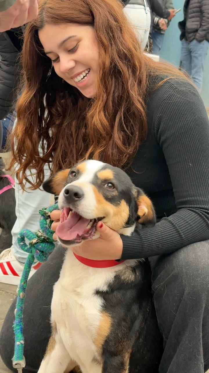 Ação de castrações realiza 192 procedimentos no último sábado em Parobé