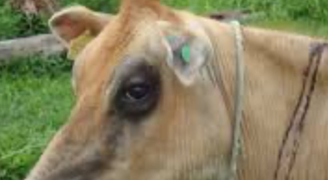 Confirmado caso de raiva bovina em Rolante e autoridades emitem alerta sanitário