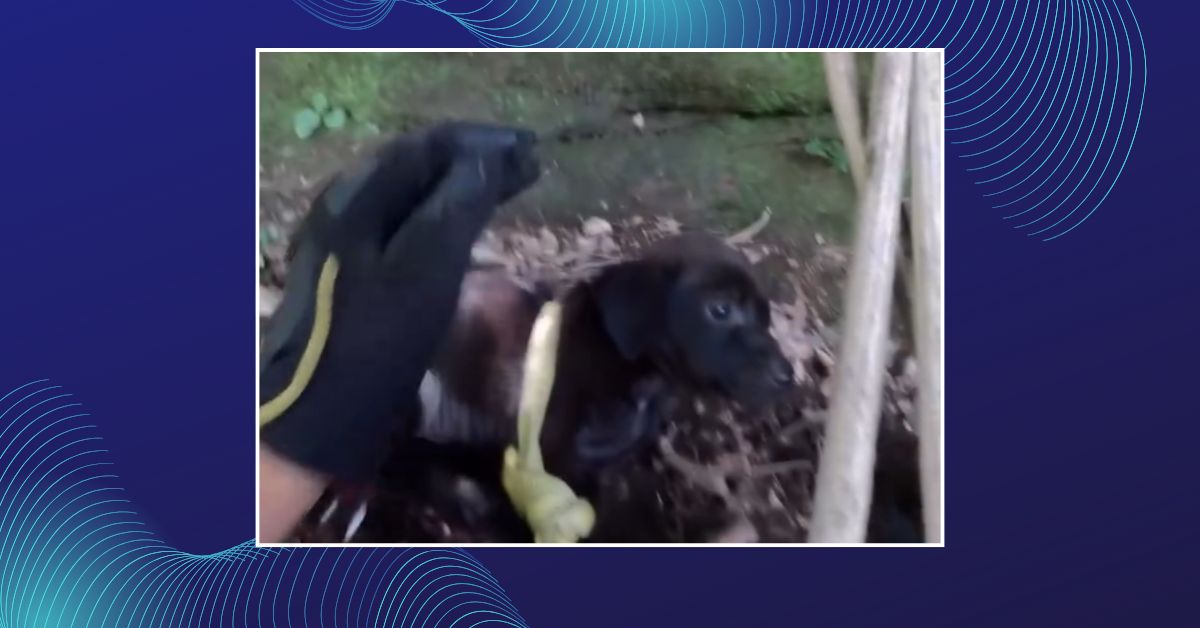Cachorro é resgatado pelos Bombeiros após cair em ribanceira de 15 metros em Três Coroas