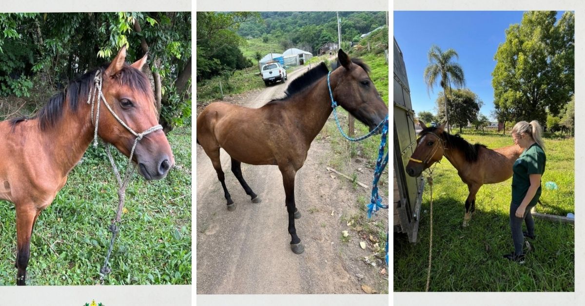 Igrejinha realiza apreensão de animais de grande porte soltos em áreas públicas