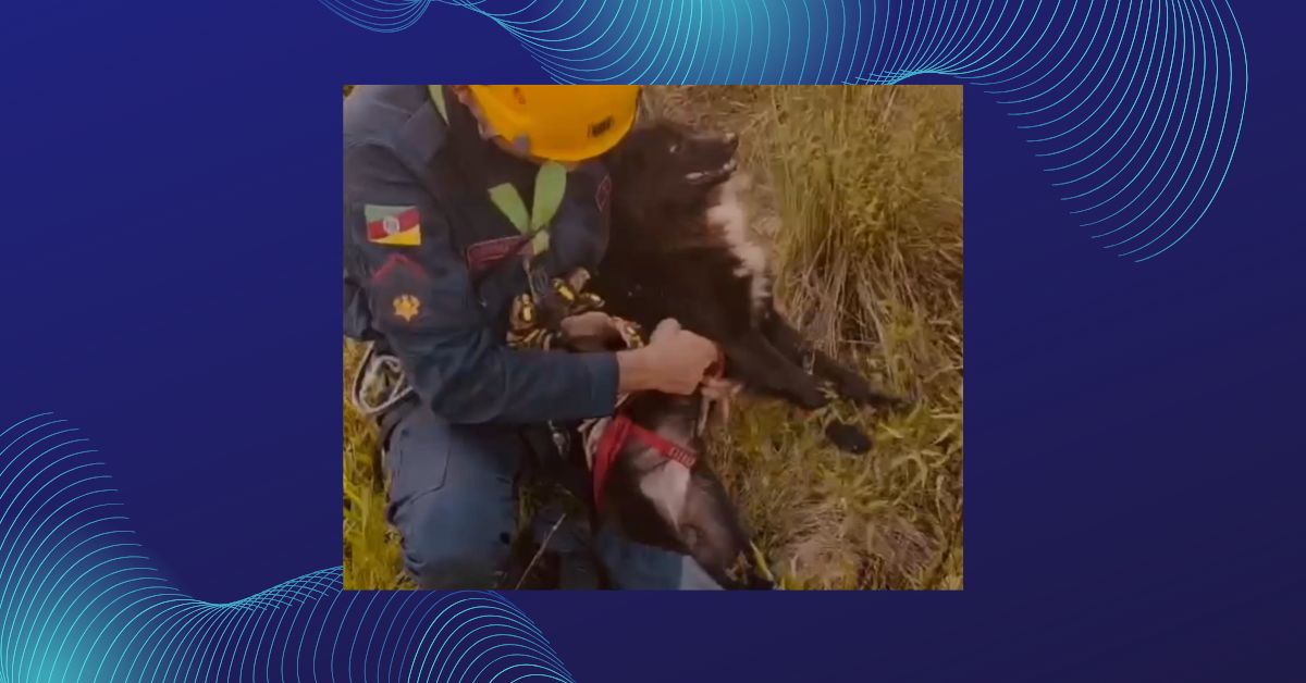 VÍDEO: Bombeiros de Taquara resgatam cão que caiu em pedreira no interior do município