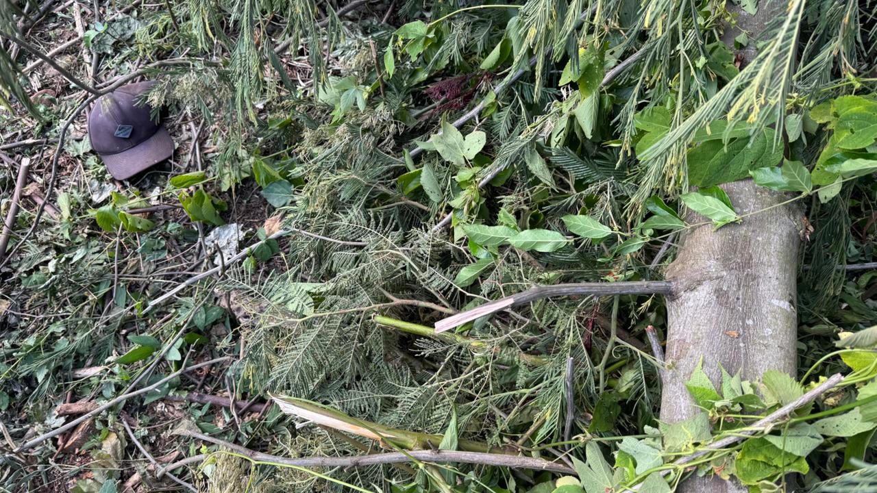 Idoso morre ao ser atingido por árvore, no interior de Três Coroas