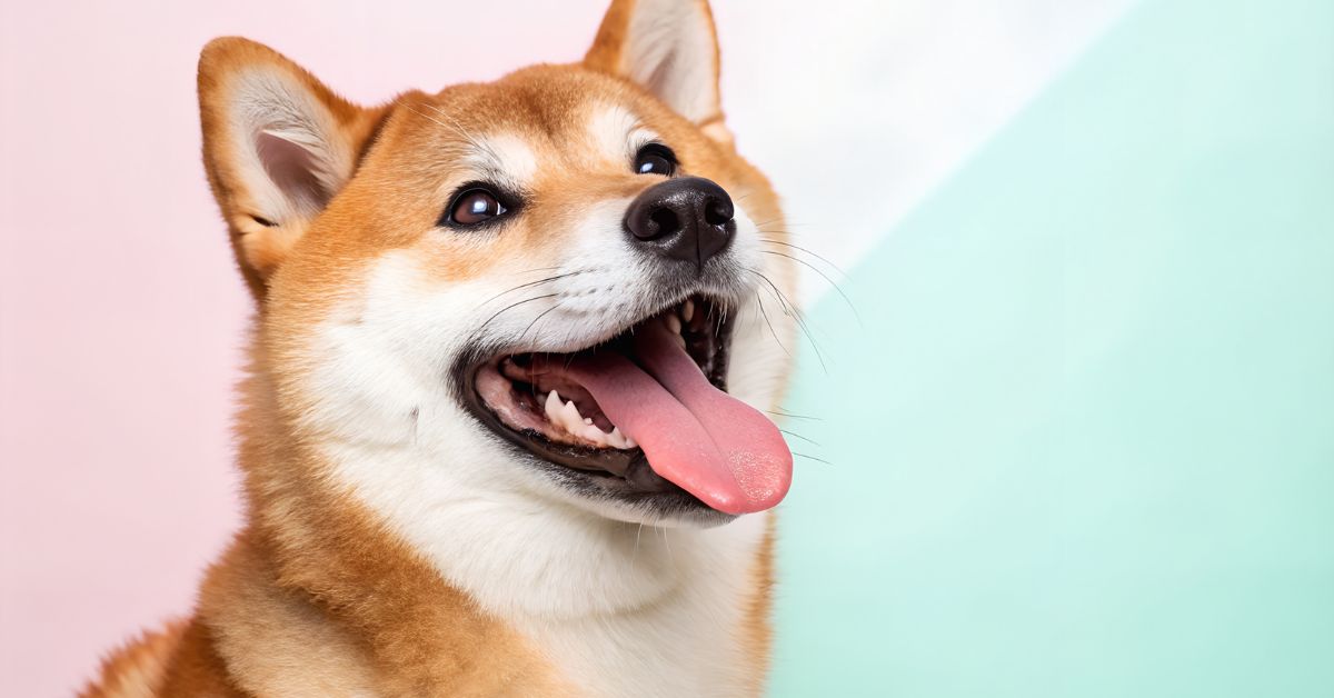 Prefeitura de Parobé divulga relatório mensal de ações de bem-estar animal